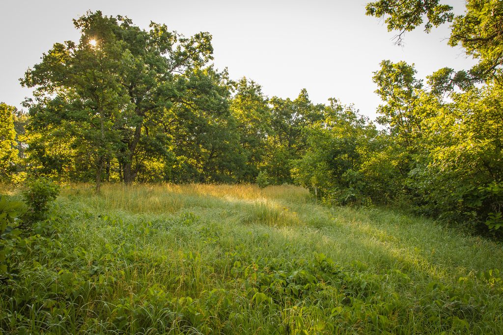 Restored prairie and woodland habitat within Anoka Sandplain program area.